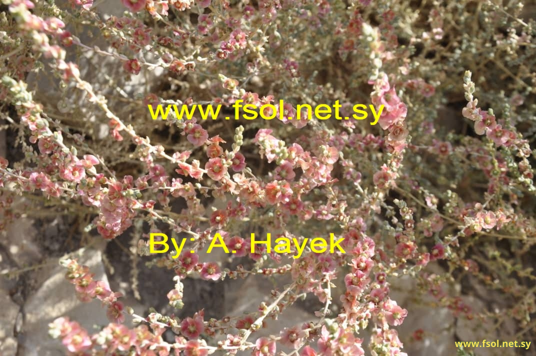 Salsola vermiculata L.